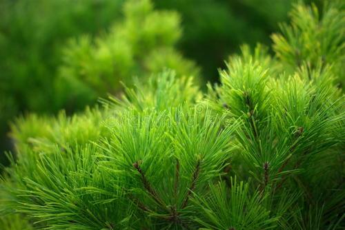 种植杉木的重要技术，掌握科学技巧，有效提高杉木的生长