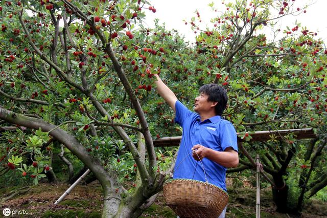 中国“杨梅王”大似乒乓球，种植要注意，挑选有技巧