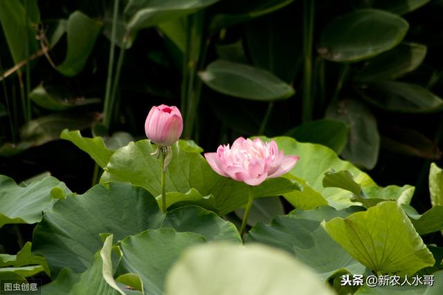 莲藕种植技术：从田间管理、施肥到病虫害防治技术