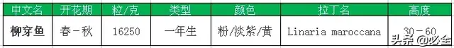 常见的16种超耐旱耐热的草花