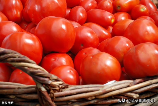 新技术：露地番茄越夏难，扫帚高粱种旁边！每亩增收上千元