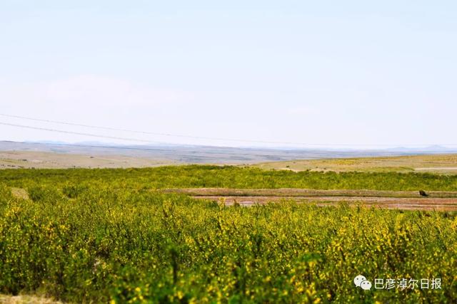 石哈河只有油菜花？那是你没见过58万亩柠条