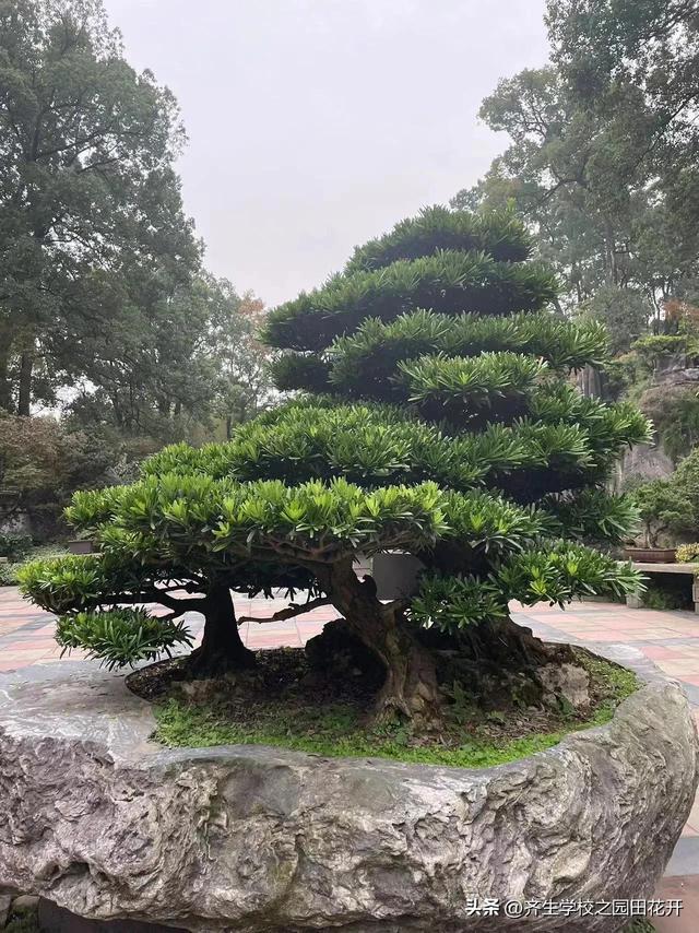 掌握园林植物生长，最为基本的规律和方法，成为养花能手指日可待