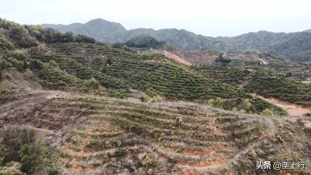 发展油茶产业，荒山变“金山” ！乡亲家门口一年增收好几万