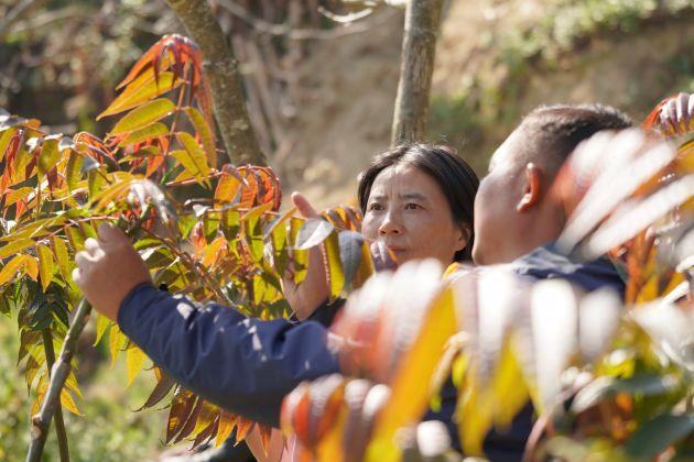 昌宁：四季香椿长势喜人市场好