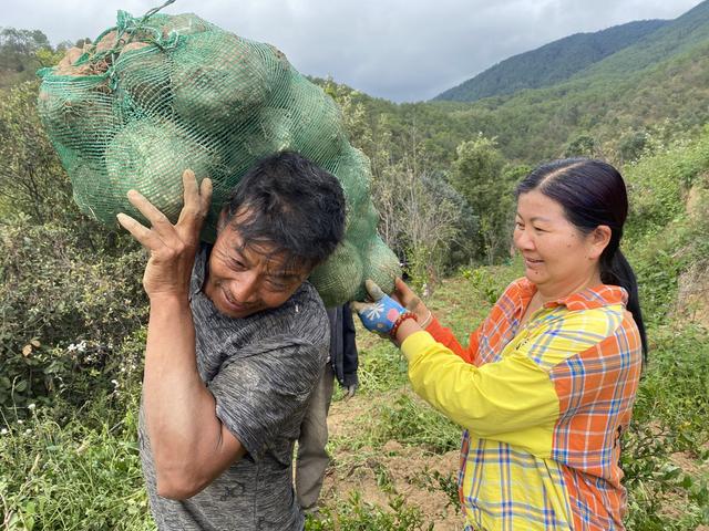 林下生态技术种魔芋，单个重达32斤，攀枝花科技添翼助农增收