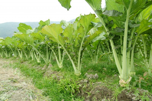 夏芥菜栽培技术，种植方法教给大家，想要学习的别错过了