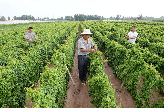 山药种植技术面面观，按这4点来种植，秋季山药结满地