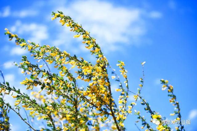 石哈河只有油菜花？那是你没见过58万亩柠条