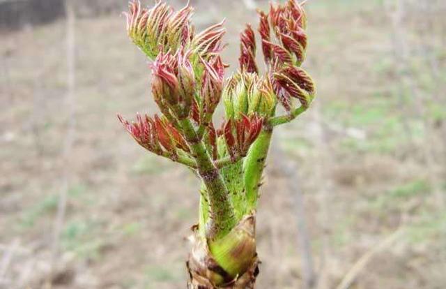 小兴安岭的山野菜――刺老芽和刺五加