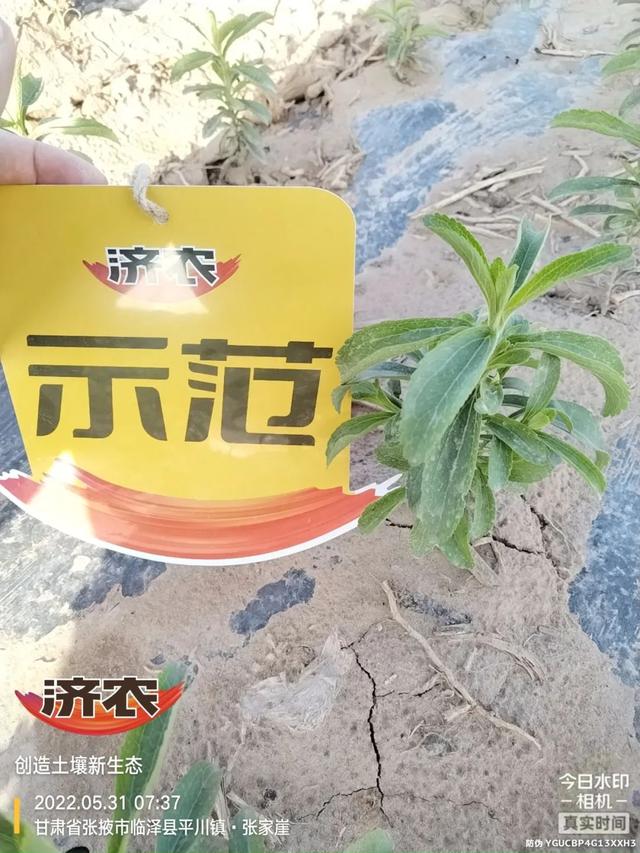 种植甜叶菊小妙招，济农豹子头淋冲帮大忙