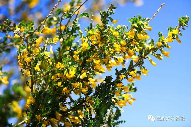 石哈河只有油菜花？那是你没见过58万亩柠条