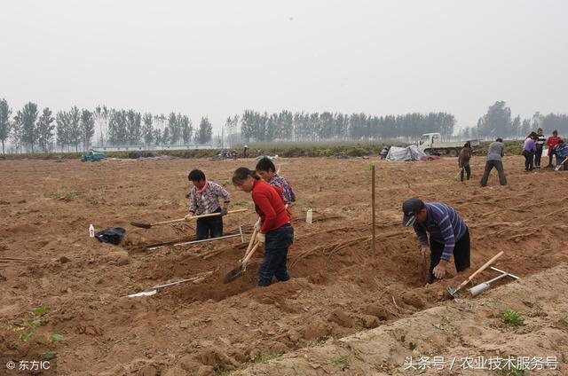 山药好吃，如何进行选种、选地开沟、施肥和管理？