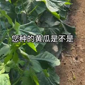 春黄瓜种植技术视频(种黄瓜谁勤快谁高产，科学管理看你做对了没？#黄瓜种植)