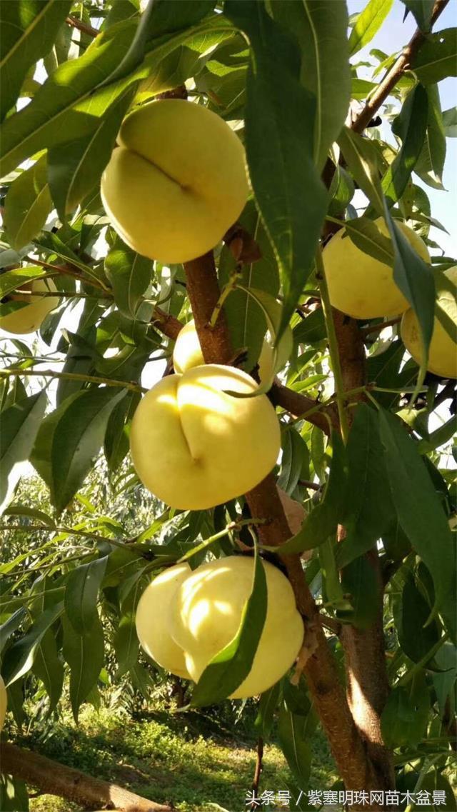 「紫塞明珠」三农苗木花卉｜山东泰安德润苗木