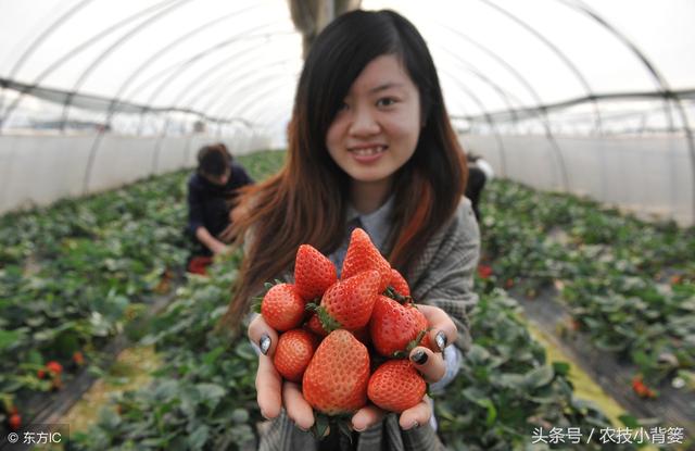 手把手教你种草莓，学会这些你就是草莓种植高手！