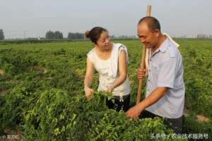 山药的种植土壤(山药好吃，如何进行选种、选地开沟、施肥和管理？)