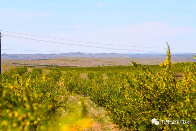 石哈河只有油菜花？那是你没见过58万亩柠条