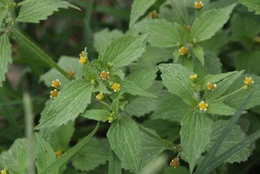 申城这些外来的“牛姓”植物，你见过几种？