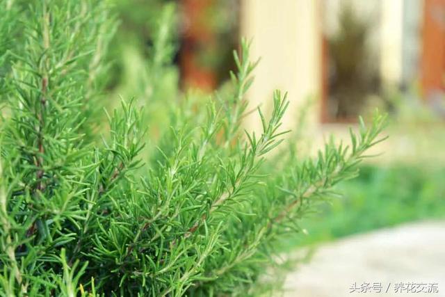 驱蚊效果非常棒的12种植物，适合栽种在院子的旁边