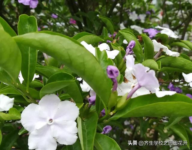 掌握园林植物生长，最为基本的规律和方法，成为养花能手指日可待