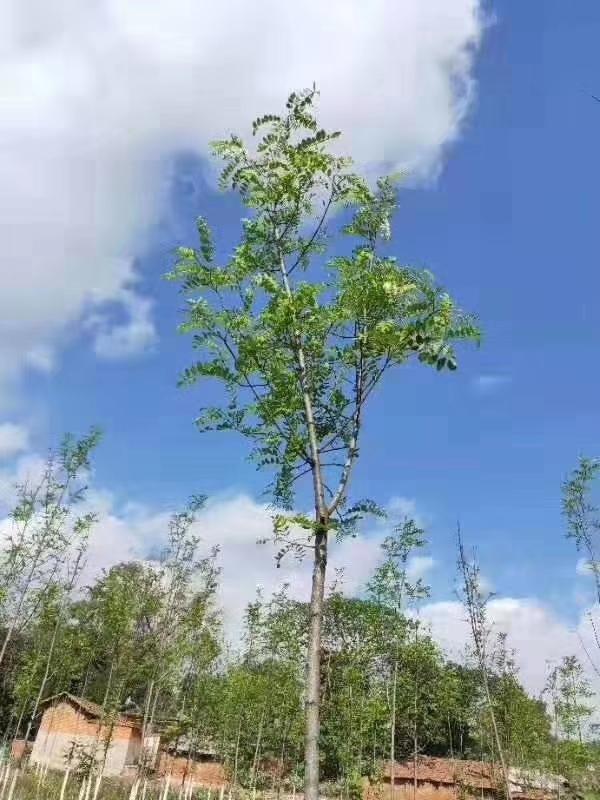 槐花好吃，市场价格高，农村为何没有人专门种植槐树发财呢？