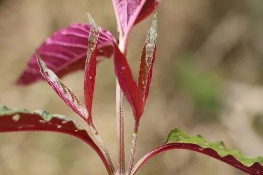 申城这些外来的“牛姓”植物，你见过几种？