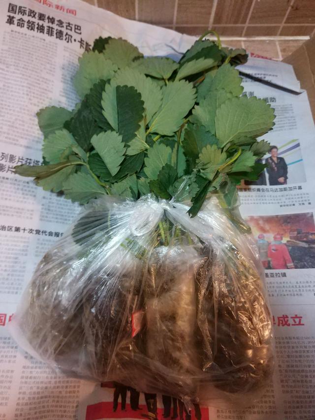 平民姐阳台种草莓(4) 在哪儿买草莓苗？买苗途径优缺点分析