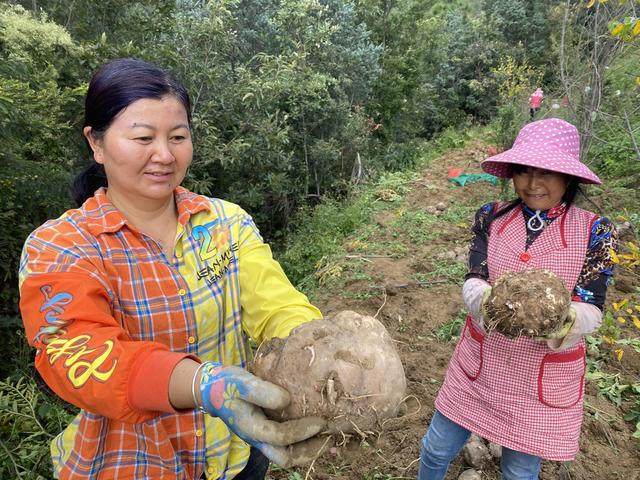 林下生态技术种魔芋，单个重达32斤，攀枝花科技添翼助农增收