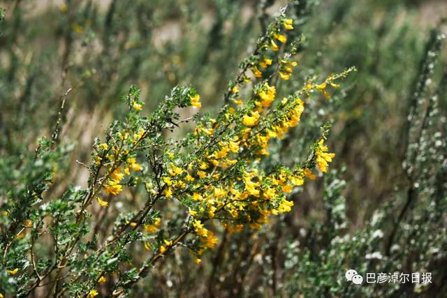 石哈河只有油菜花？那是你没见过58万亩柠条