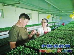 纸上种植芽苗菜的方法(纸上种菜，没那么“简单”)