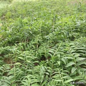 种植黄金药材(集安市黄精的使用价值及栽培技术)