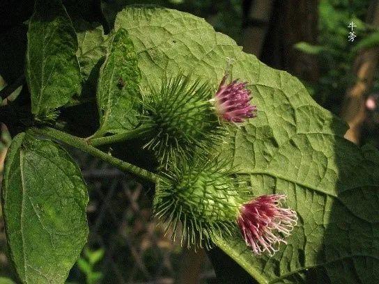 申城这些外来的“牛姓”植物，你见过几种？