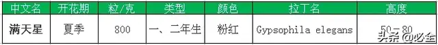 常见的16种超耐旱耐热的草花