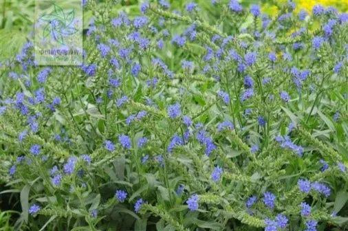 申城这些外来的“牛姓”植物，你见过几种？