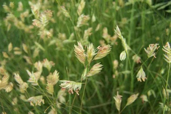 申城这些外来的“牛姓”植物，你见过几种？