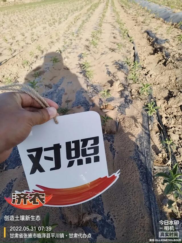 种植甜叶菊小妙招，济农豹子头淋冲帮大忙