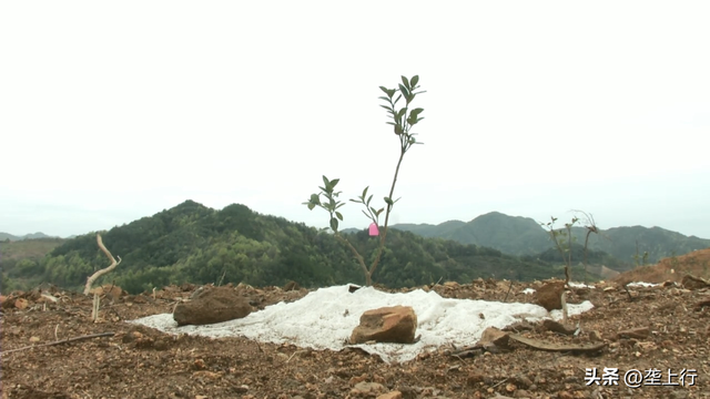 发展油茶产业，荒山变“金山” ！乡亲家门口一年增收好几万