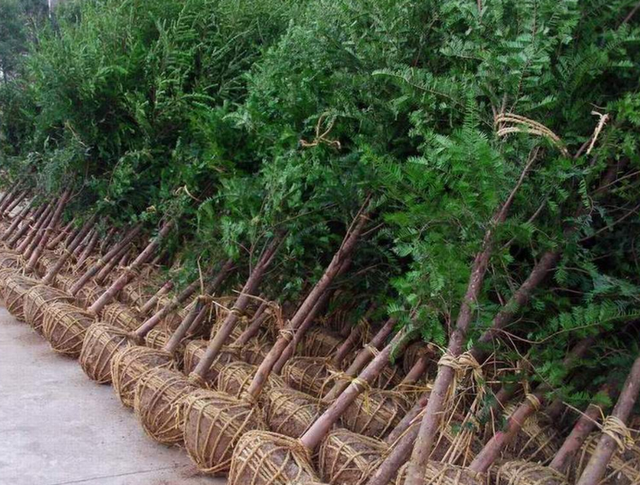 全球红豆杉供不应求，种植前景如何？