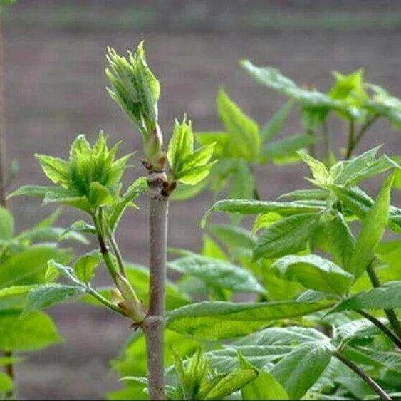 小兴安岭的山野菜――刺老芽和刺五加