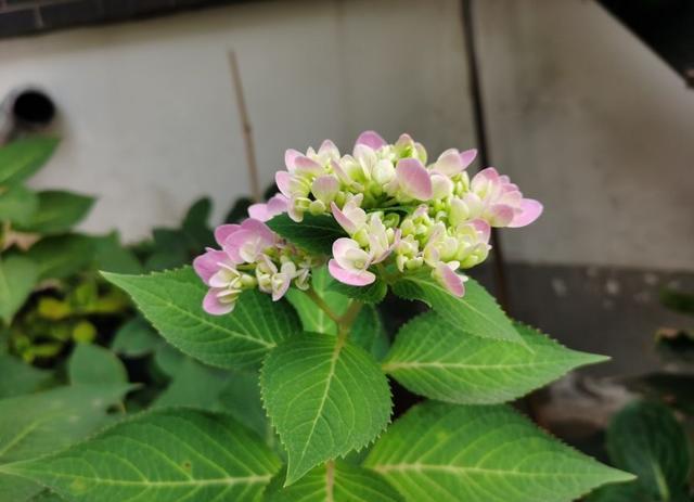 养绣球花无尽夏，别忘2招，又长新芽又长花苞很旺盛