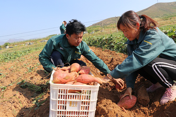 居家开仓日丨精准助农，章丘基地直供优质山地蜜薯给你满口香甜