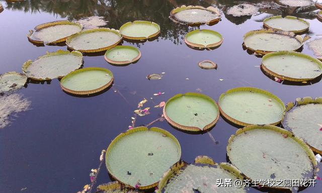 掌握园林植物生长，最为基本的规律和方法，成为养花能手指日可待