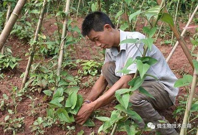 山药浅生槽定向栽培技术