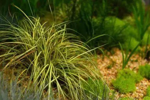 花境植物配置—植物选择参考