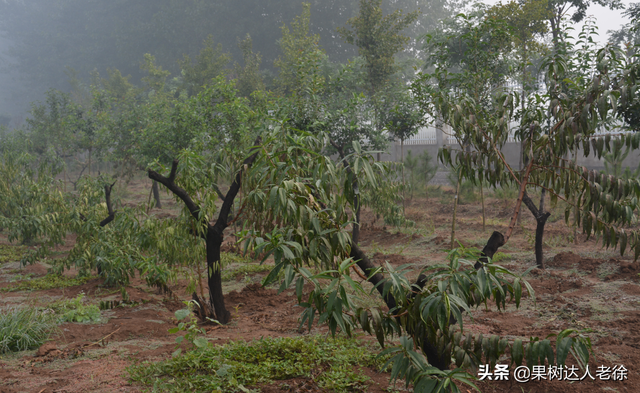 桃树发展品种选择啥，栽植技巧有哪些，了解这些不后悔