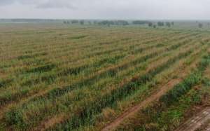 湿地种植什么(除草剂包装散落、欧美黑杨难清退，洞庭湖湿地部分区域生态遭破坏)