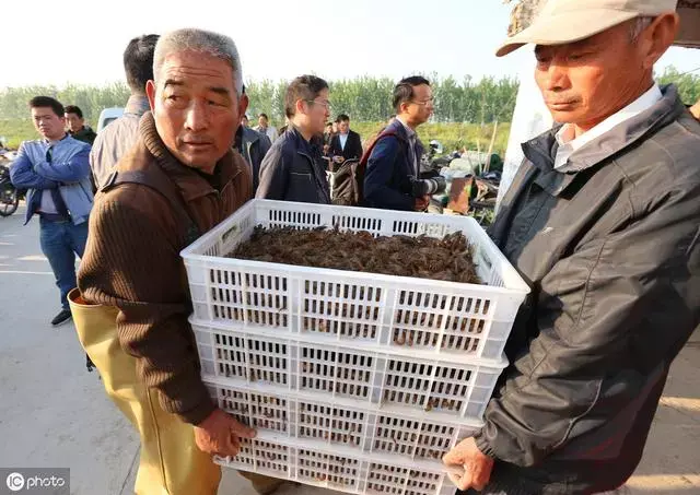 养水先养草！天气变化大，大闸蟹池塘如何养草和伊乐藻