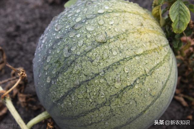 露地夏播西瓜栽培技术，掌握好这几个重要点，可以轻松提高产量