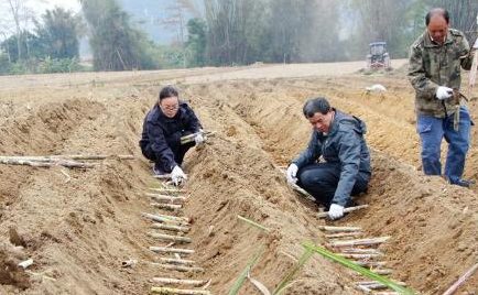 甘蔗脆甜可口，但甘蔗开花你见过吗？你知道甘蔗是怎么种植的吗？